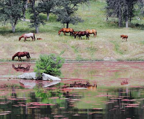 three rivers horses near body of water united states